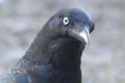 Little Raven (Corvus mellori)